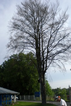 Eine Rotbuche in Coburg, ca. 30 m hoch.