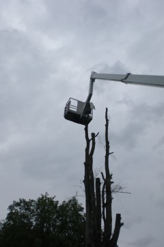 Der Baum konnte keine Stabilität gewährleisten, deshalb musste ich mit einer Hebebühne fällen.