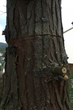 Notfall, Samstag 17:00. Ohne Fällkerb, ohne Sicherungsseil, ohne Keile.So fand ich den Baum vor.Der Besitzer hat absolut fahrlässig gearbeitet. Es bestand Lebensgefahr.