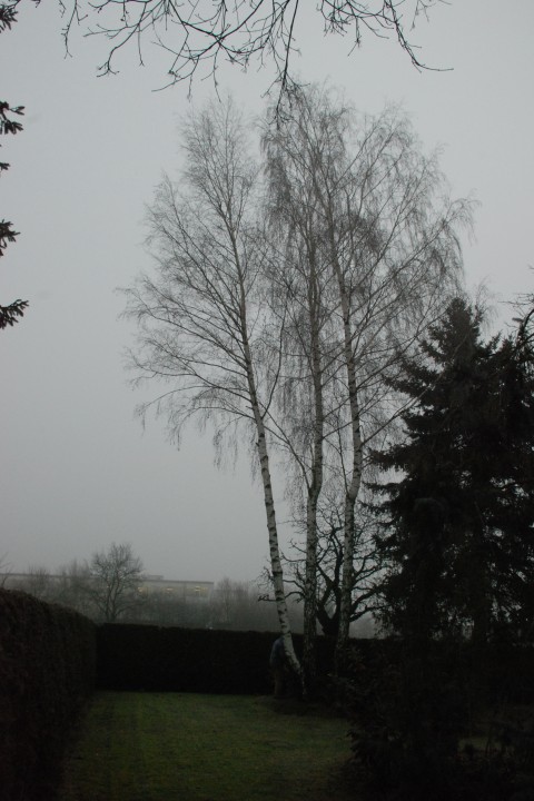 3 Birken, ca. 15 m hoch
