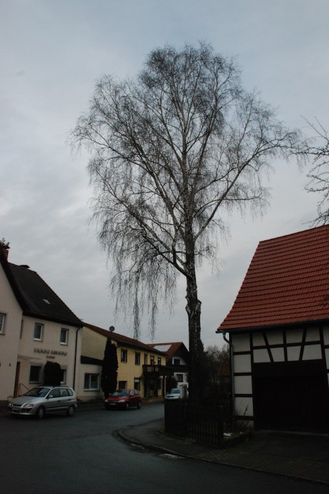 25 Meter -Birke. Alle Äste mussten abgeseilt werde.